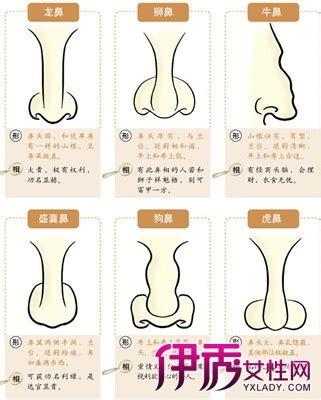 朝天鼻面相|十六种鼻子面相图文分析三六风水网